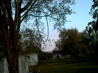Hoop in a Tree!