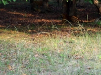 Mirchani Brothers, Bandhavgarh