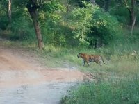 Mirchani Female, Bandhavgarh