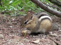 Chipmunk