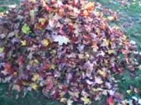Leaf Pile 09