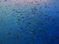 Lanzarote, plató submarino del Atlántico