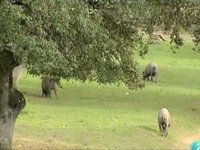 Así se hace el jamón ibérico: Jamones de Monesterio