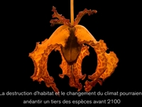 Mille espèces