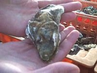 Meisje in Yerseke