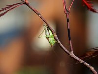 Bugs and Japanese Maples