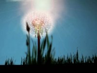 Dandelion 2009 (testing)