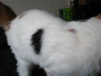 Bunny, Sid, Sweet Pea