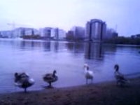 Swans