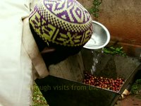 Gombe Coffee Project 2/2