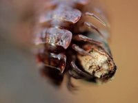 Creepy Crawlies - Letus Ultimate Macro Test
