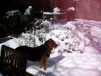 Eating Snow