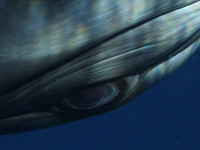 Short Film: In the Eye of the Whale