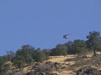 McClure SpeedFlying Competition