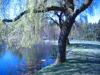 Peaceful @ VanDusen Botanical Garden