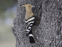 Hoopoe - Extremadura - Spain