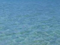 Critters of the Caribbean