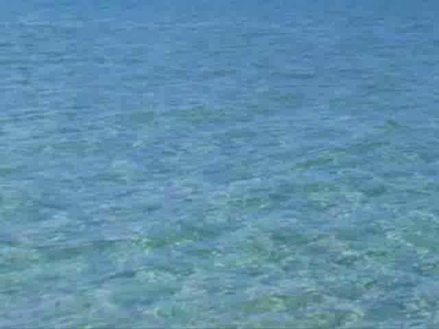 Critters of the Caribbean