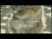 Gatotas #4