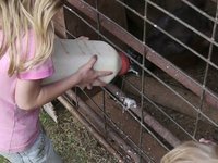 On The Farm