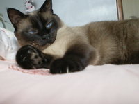 Cat playing