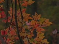 Fall Foliage and Surfing in NJ