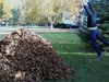 Leaf Jumps