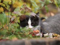 Backyard Monsters