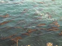 Point Lobos