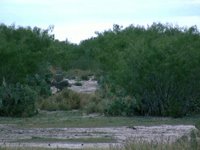 Nature Watch
