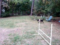 I'll give you a meatball for that squirrel ...