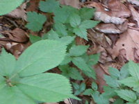 Ginseng in the Mountains