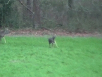 Deer Cat Fight