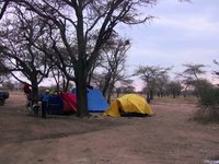 AFRICA Animal Edition: Serengueti