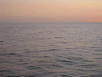 Dolphins in the Ocean - Hawaii