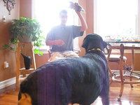 Playing with the dogs