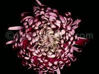 Red chrysanth blossom / timelapse