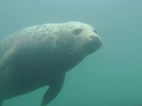 Diving with seals in the Farne Islands.