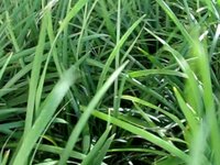Gras in the wind