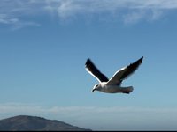 seagull