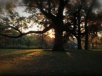 Thank You Forest Park