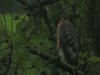 Birds in HD