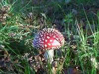 Dutch Indian Summer