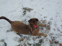 Miss Mona Plays in the Snow