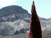 POSTALES DEL TEIDE - Tajinastes en Flor (2009)