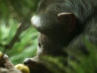 Edinburgh Zoo local TV advert