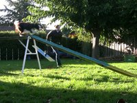 102909 - Rampage Running Dogwalk