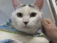 Meet Mushka - Lollypop Farm Pet of the Week