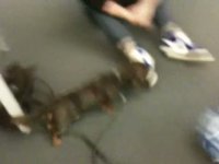 Marlo Attempts to Bite Ball