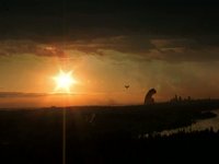 Goose Flies into Sunset VFX954.A